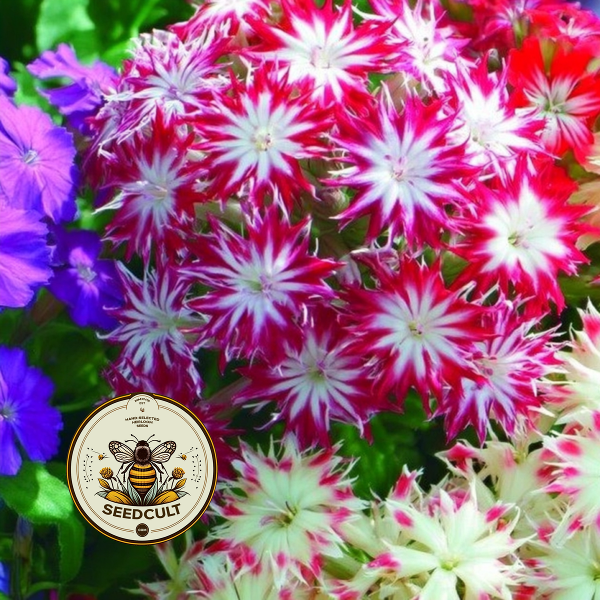 Twinkle Mix Phlox Seeds, Phlox drummondii PH5550
