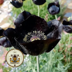 Black Magic Poppy Seeds, Papaver macrostomum PM6025