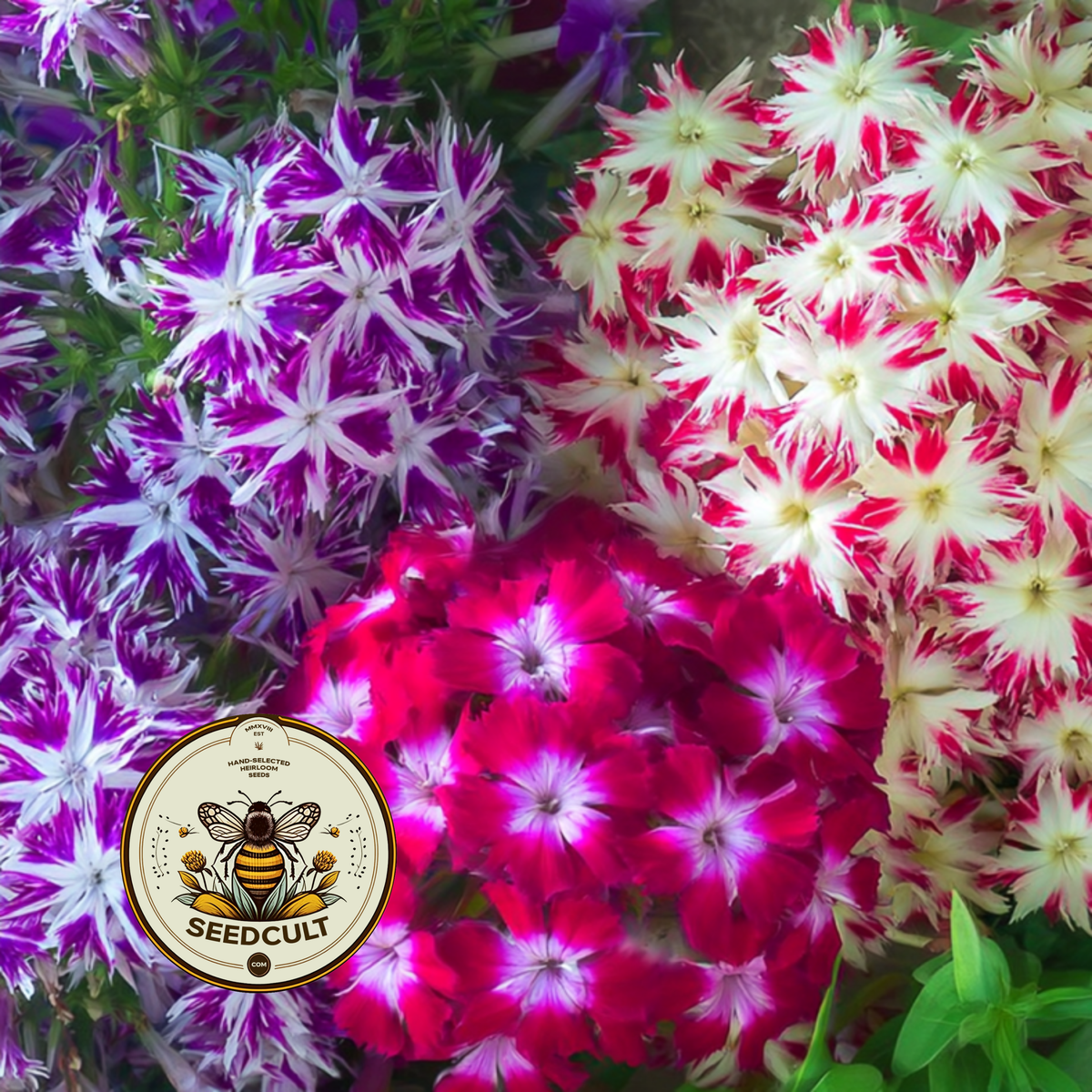 Twinkle Mix Phlox Seeds, Phlox drummondii PH5550