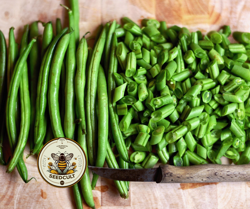 Tendergreen Green Bean Seeds, Phaseolus vulgaris PV1350