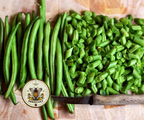 Tendergreen Green Bean Seeds, Phaseolus vulgaris PV1350
