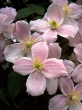 Montana Pink Clematis Seeds, Vine Clematis, Clematis Montana CT2520