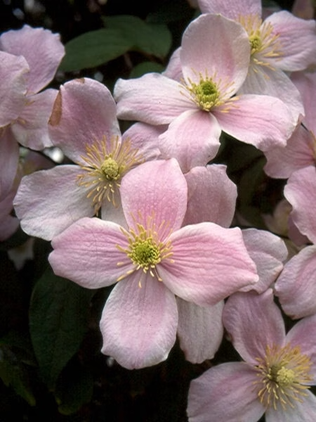 Montana Pink Clematis Seeds, Vine Clematis, Clematis Montana CT2520