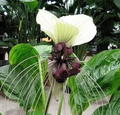 White Bat Flower Seeds, Tacca Chantrieri Nivea TC0110