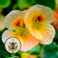 Peach Melba Nasturtium Seeds, Tropaeolum majus TR0825