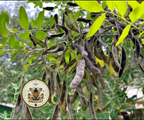 Tagasaste Seeds, Chamaecytisus palmensis CY8025