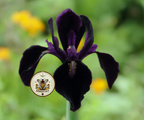 Black Gold Iris Seeds, Iris chrysographes IR0310
