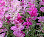 Pink Sunday Sage Seeds, Salvia viridis SA031C
