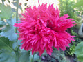 Rare Fluffy Ruffles Hot Pink Poppy Seeds , Double Fringed, Papaver Laciniatum, Certified Organic PS101CR