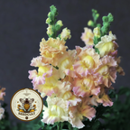 Snapstar Champagne Snapdragon Seeds, Antirrhinum majus AN7525
