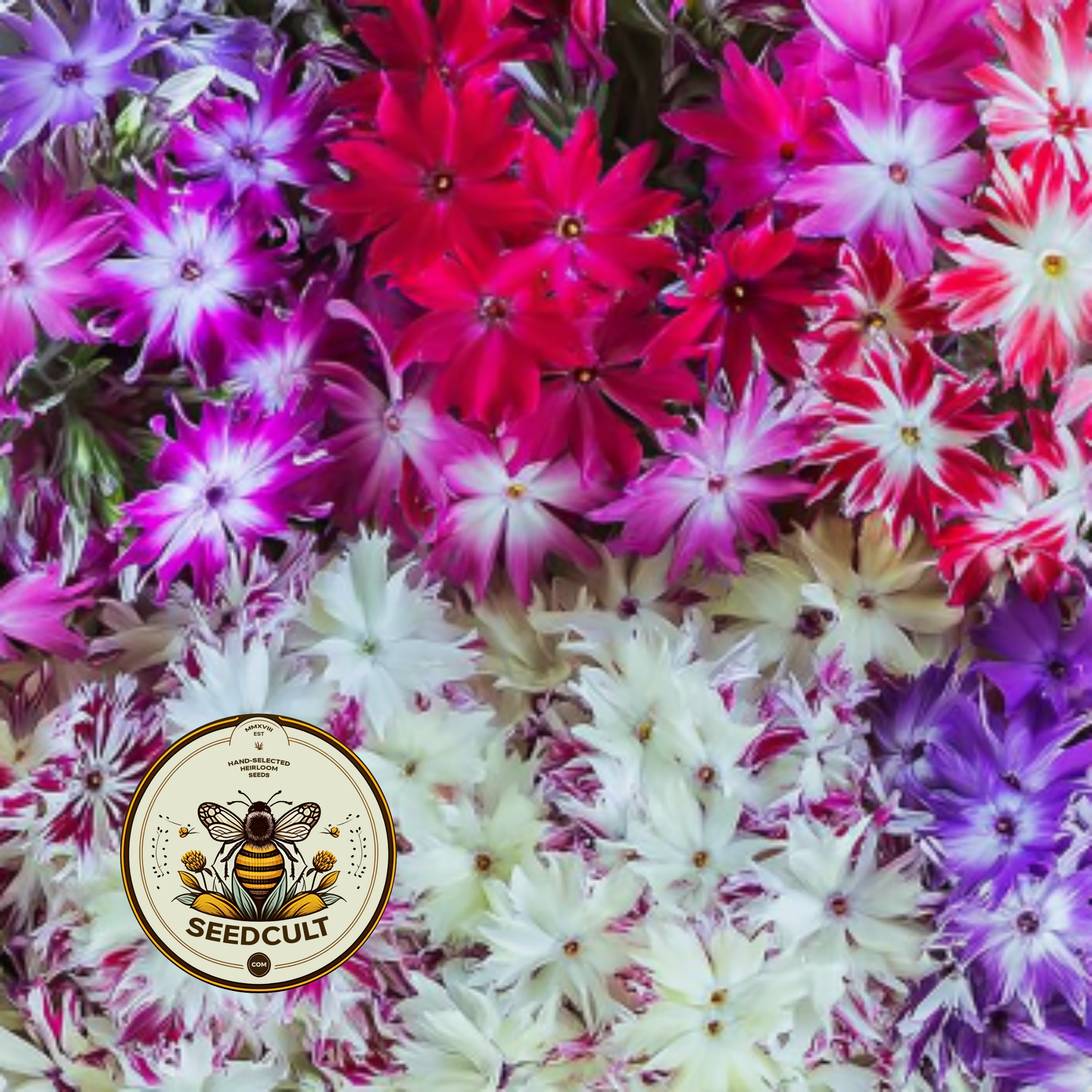 Twinkle Mix Phlox Seeds, Phlox drummondii PH5550