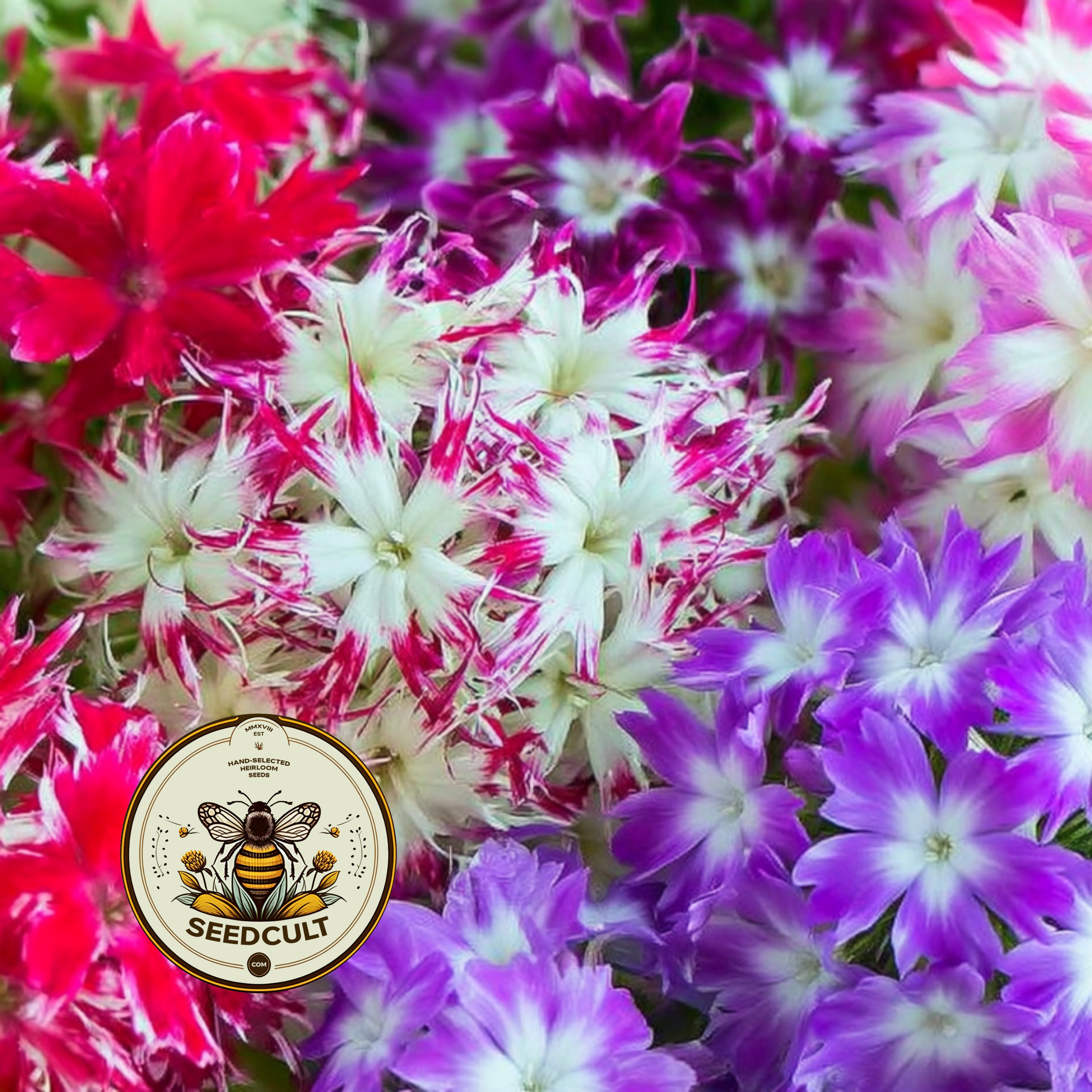 Twinkle Mix Phlox Seeds, Phlox drummondii PH5550
