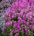 Pink Sunday Sage Seeds, Salvia viridis SA031C