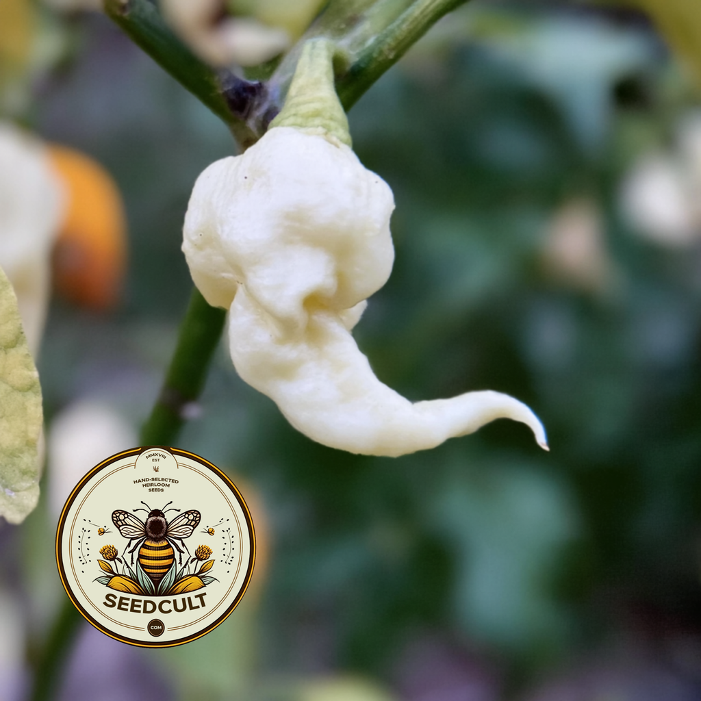 Jays White Ghost Scorpion Pepper Seeds, Capsicum chinense CH4905