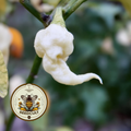 Jays White Ghost Scorpion Pepper Seeds, Capsicum chinense CH4905