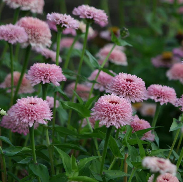 Zinderella Lilac Zinnia Seeds,  Zinnia Elegans ZE1410