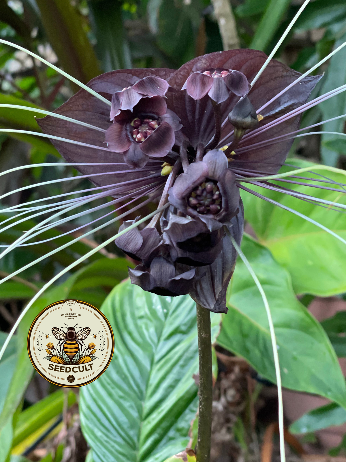 Black Bat Flower Seeds, Tacca chantrieri TC0205