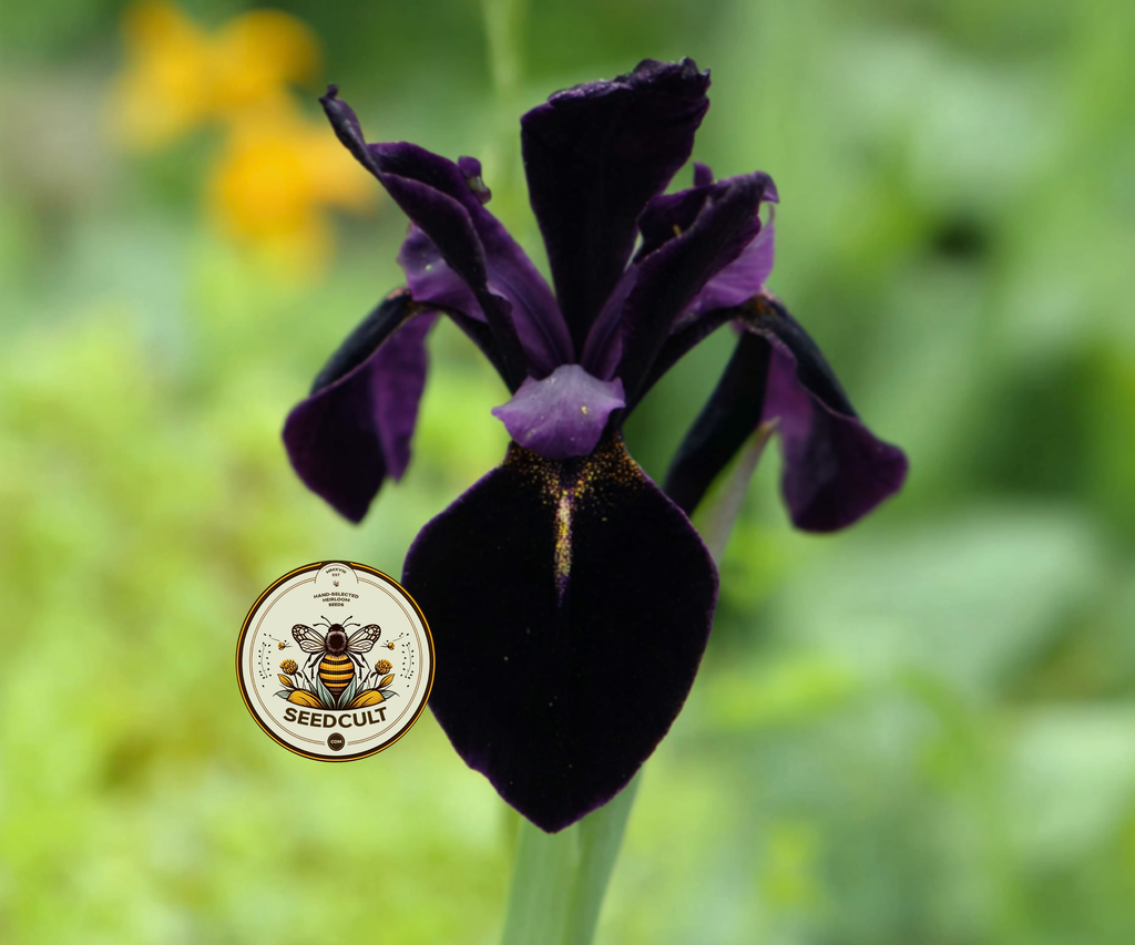 Black Gold Iris Seeds, Iris chrysographes IR0310