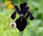 Black Gold Iris Seeds, Iris chrysographes IR0310