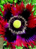 Jimi Hendrix Poppy Seeds, Jimi’s Flag, Purple, Red, Black, Certified Organic, poppies PS121CR