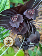 Black Bat Flower Seeds, Tacca chantrieri TC0205