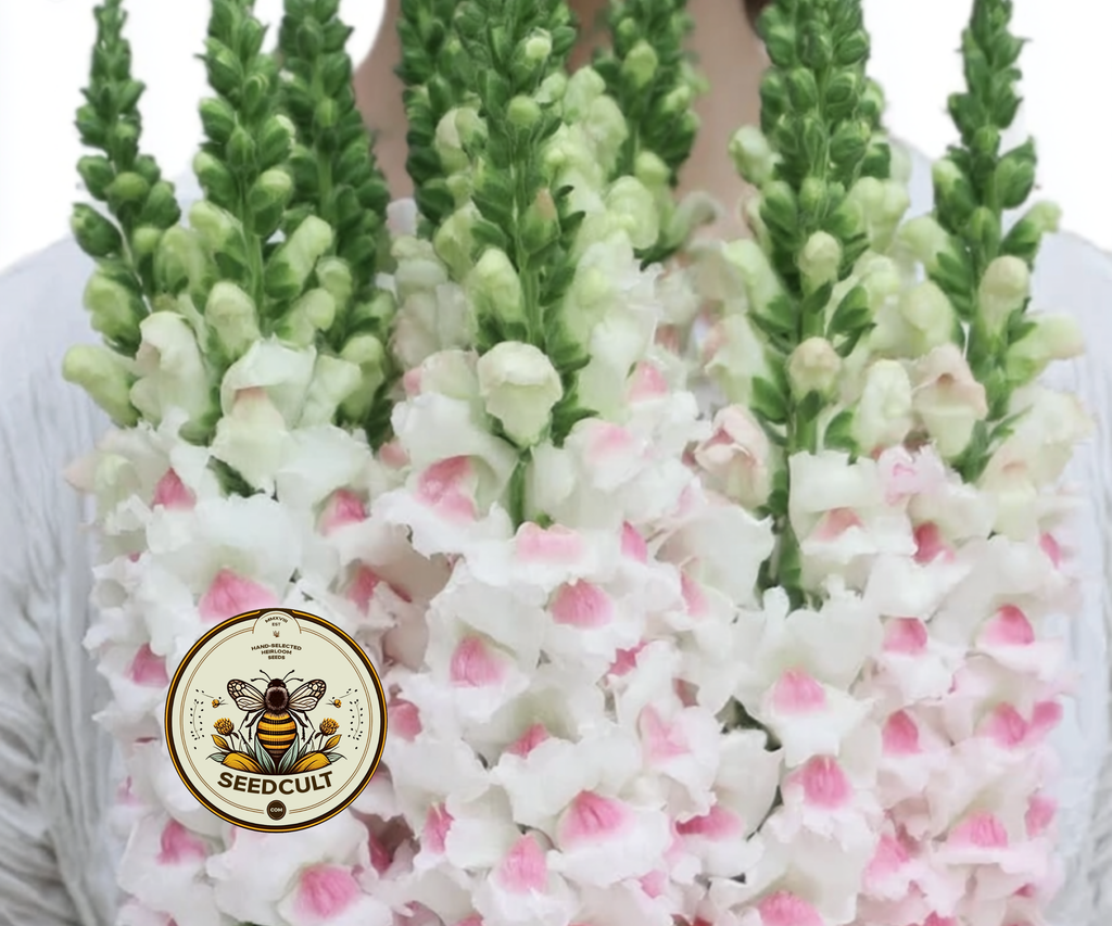 Potomac Appleblossom Snapdragon Seeds, Antirrhinum majus AN7625P