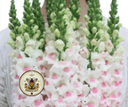 Potomac Appleblossom Snapdragon Seeds, Antirrhinum majus AN7625P