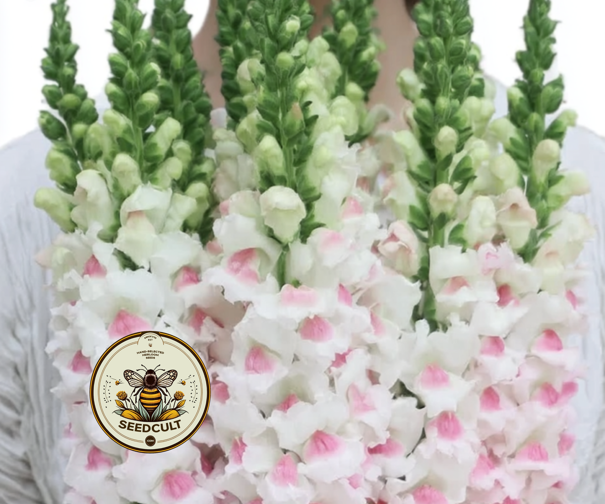 Potomac Appleblossom Snapdragon Seeds, Antirrhinum majus AN7625P