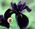 Black Gold Iris Seeds, Iris chrysographes IR0310