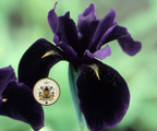 Black Gold Iris Seeds, Iris chrysographes IR0310