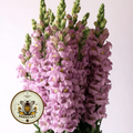 Avignon Lavender Snapdragon Seeds, Antirrhinum majus AN7425
