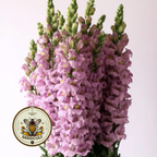 Avignon Lavender Snapdragon Seeds, Antirrhinum majus AN7425