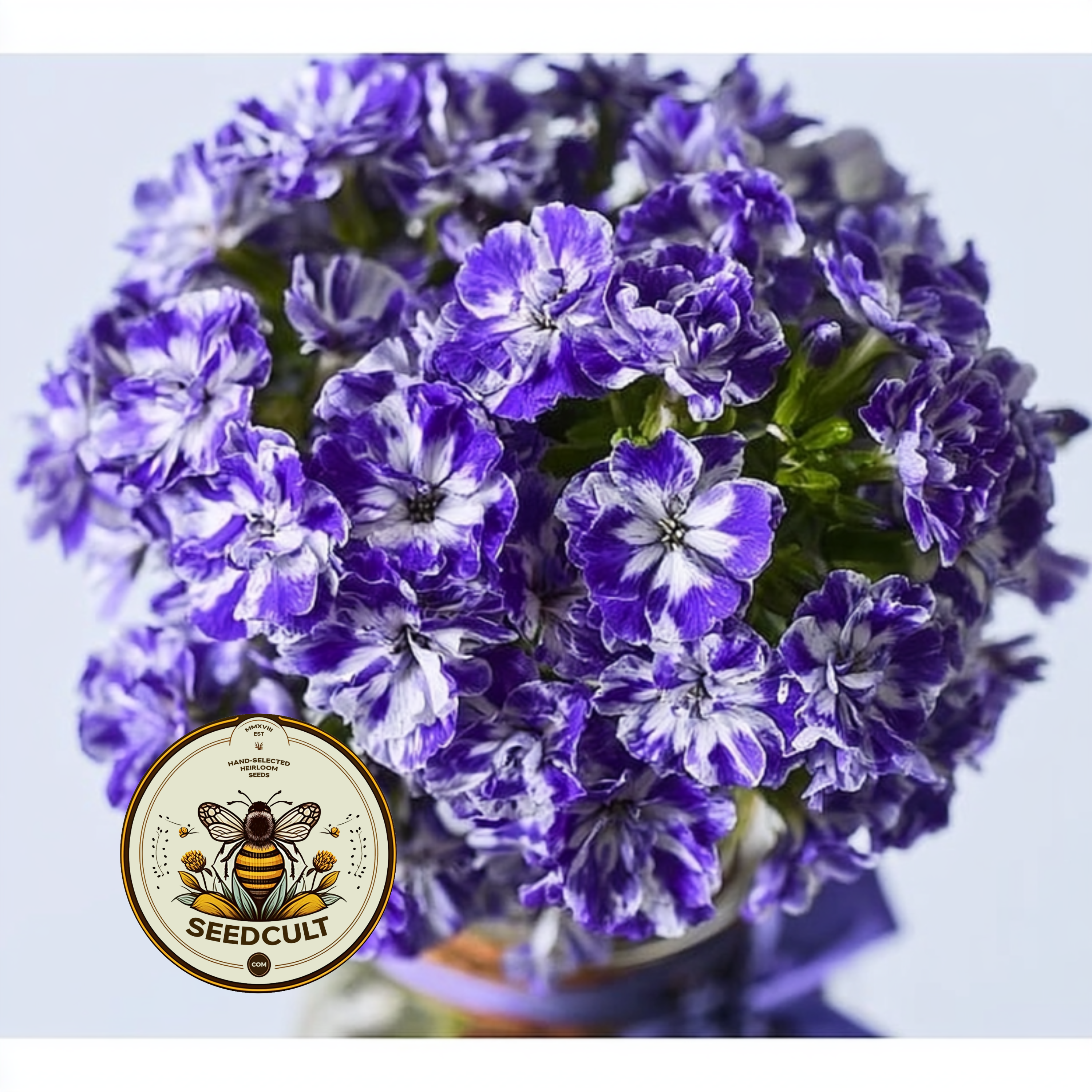 Sugar Stars Phlox Seeds, Phlox drummondii PH5450