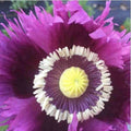 Jimi Hendrix Purple Haze Poppy Seeds, Fringed Flag, Certified Organic, Poppies PS131CR