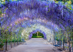 5 Blue Moon American Wisteria seeds, Wisteria Macrostachya, Ships from US WM4005