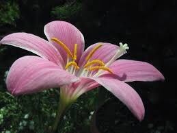 Pink Fairy Lily Seeds, Pink Rain Lily, Habranthus, HB0120