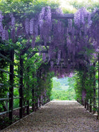 5 Blue Moon American Wisteria seeds, Wisteria Macrostachya, Ships from US WM4005