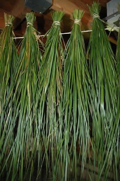 Sweetgrass Seeds, Hierochloe Odorata, Vanilla Grass, Holy Grass, Sweet Grass Seeds HI9025R