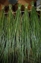 Sweetgrass Seeds, Hierochloe Odorata, Vanilla Grass, Holy Grass, Sweet Grass Seeds HI9025R