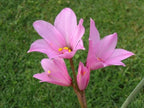 Pink Fairy Lily Seeds, Pink Rain Lily, Habranthus, HB0120