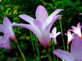 Pink Fairy Lily Seeds, Pink Rain Lily, Habranthus, HB0120