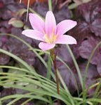 Pink Fairy Lily Seeds, Pink Rain Lily, Habranthus, HB0120