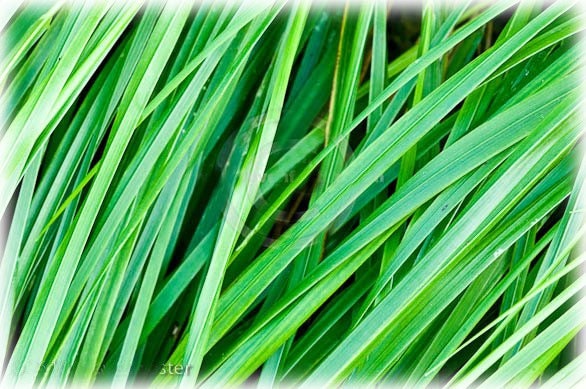 Sweetgrass Seeds, Hierochloe Odorata, Vanilla Grass, Holy Grass, Sweet Grass Seeds HI9025R