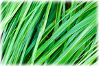 Sweetgrass Seeds, Hierochloe Odorata, Vanilla Grass, Holy Grass, Sweet Grass Seeds HI9025R