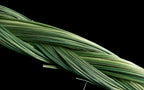 Sweetgrass Seeds, Hierochloe Odorata, Vanilla Grass, Holy Grass, Sweet Grass Seeds HI9025R