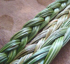 Sweetgrass Seeds, Hierochloe Odorata, Vanilla Grass, Holy Grass, Sweet Grass Seeds HI9025R