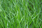 Sweetgrass Seeds, Hierochloe Odorata, Vanilla Grass, Holy Grass, Sweet Grass Seeds HI9025R