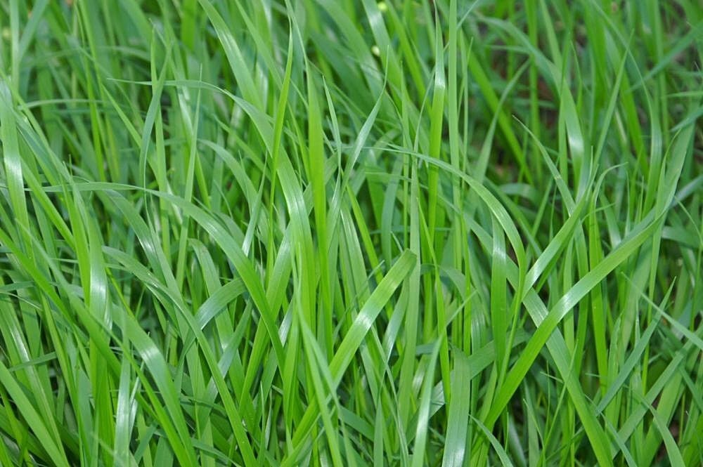 Sweetgrass Seeds, Hierochloe Odorata, Vanilla Grass, Holy Grass, Sweet Grass Seeds HI9025R