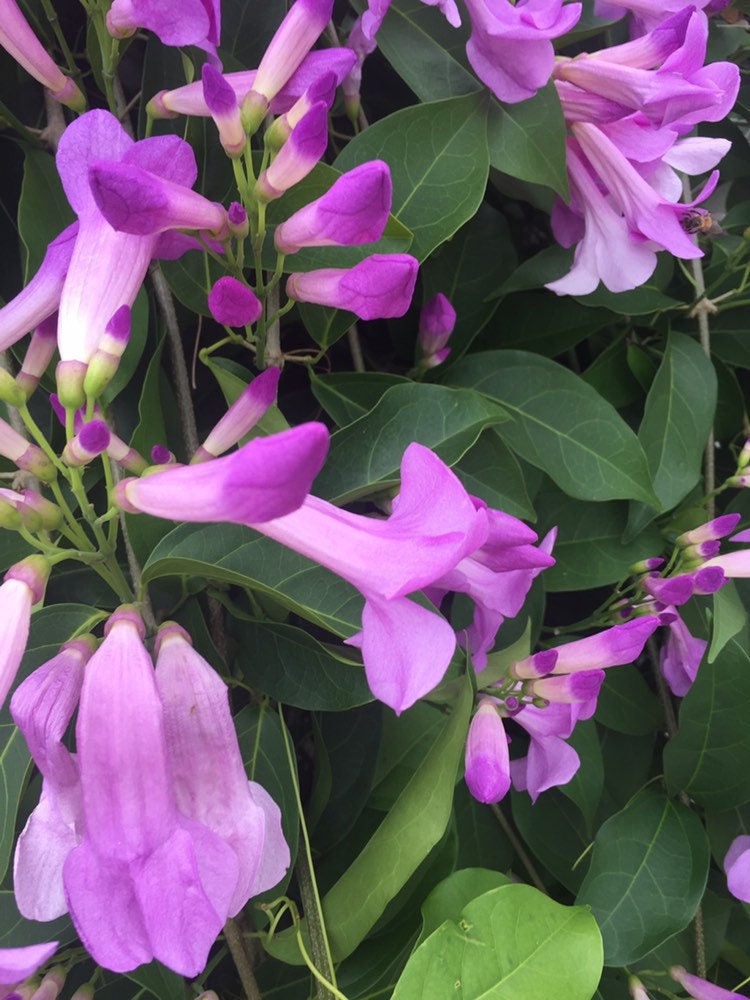 Stunning Purple Flowering Vine, Garlic Vine Seeds, Mansoa alliacea, formerly Bignonia Aequinoctialis, False Garlic MN011