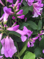 Stunning Purple Flowering Vine, Garlic Vine Seeds, Mansoa alliacea, formerly Bignonia Aequinoctialis, False Garlic MN011